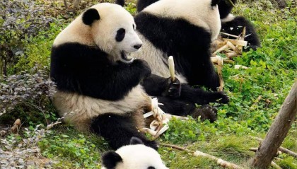 8岁孩童终身禁入熊猫基地，主管部门称支持该决定！律师分析