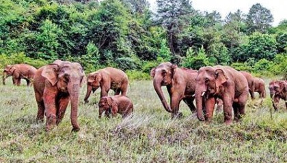 不让人吃亏的“人象和谐共处”才长久