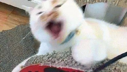 广州将迎强雷雨局部大暴雨！这些区域将退出“高温群聊”，降雨时间→