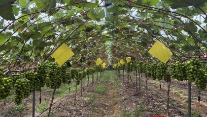 从300元一斤到9.9元“嫌贵” 大凉山“阳光玫瑰”为何身价暴跌？