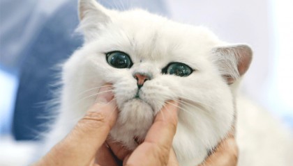 录不录取“虐猫”考生，都应给出令人信服的理由