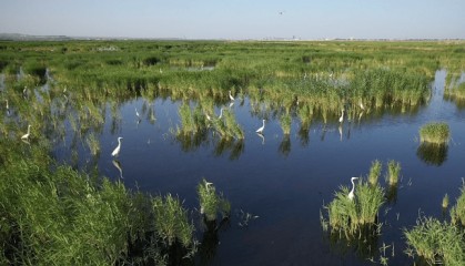 开发芦苇“资源链” 做优乌梁素海生态圈