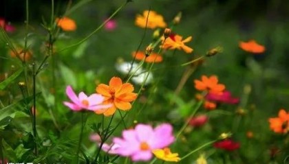 “一路繁花”唱响朋友圈：拒绝躺平才是年轻人的主旋律