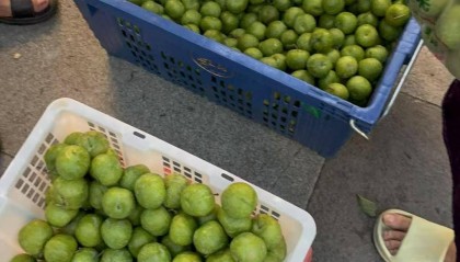 成都街头9.8元/斤的“蜂糖李”其实是青脆李？专家：存在以次充好情况，注意辨认｜追踪到底