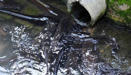 广西南宁下水道清淤时捕获大量鲶鱼，视频拍摄者猜测可能用于疏通下水道