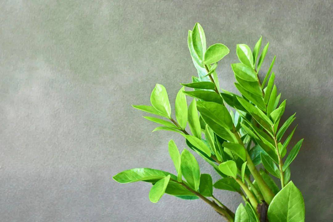 【家常话健康】这4种常见植物有毒！别吃！家里有娃的，尤其要注意→