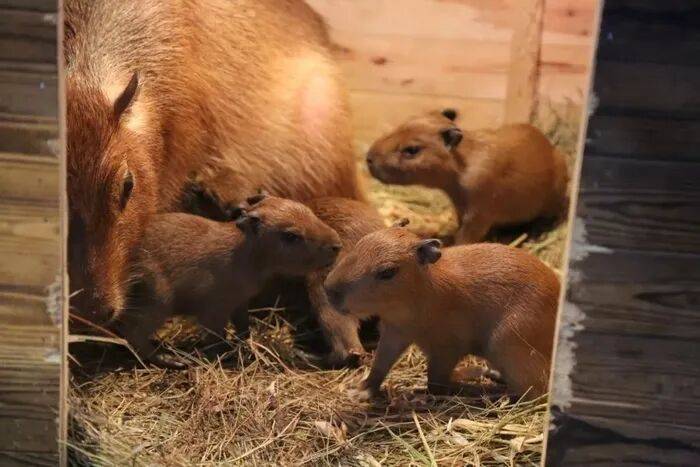 出生1小时就能独立行走，济南动物园“果果”和“豚豚”的4只新生幼崽，周末和市民见面