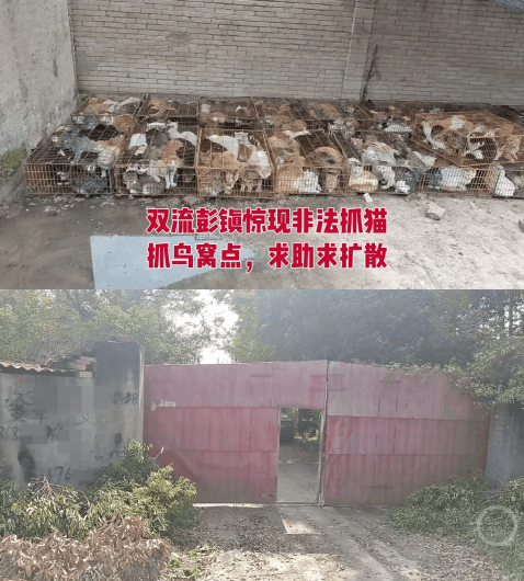 成都一空置房被曝上百只猫被关在铁笼，官方通报：未发现虐猫行为，被困小猫已安全转移，涉事人员被公安机关带走调查