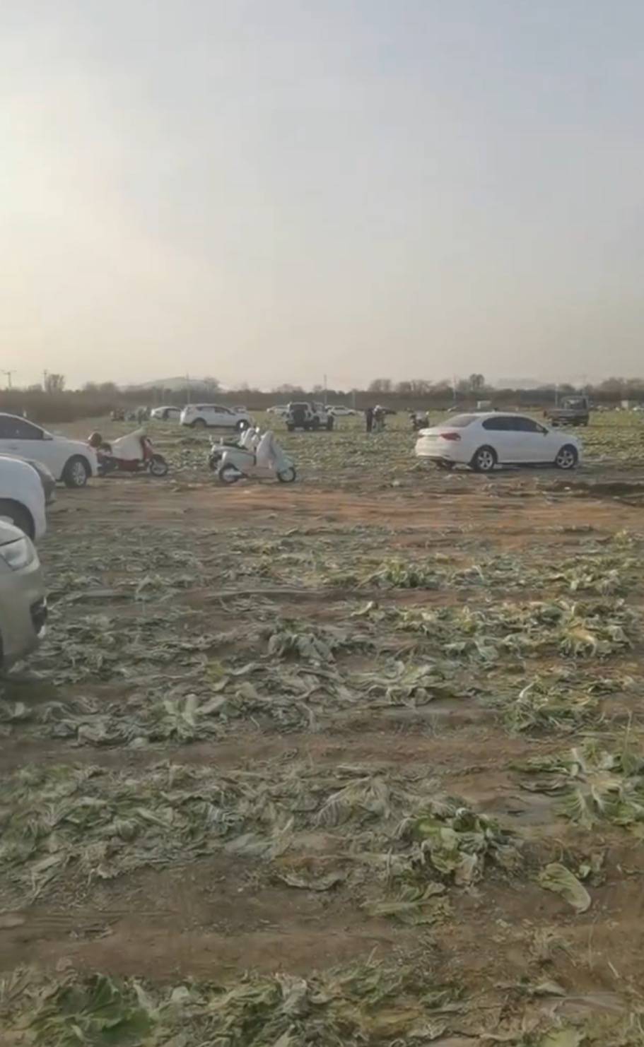 数百人在内蒙古一菜地“免费摘白菜”，菜农损失近百万，知情人发声，律师：违法侵权